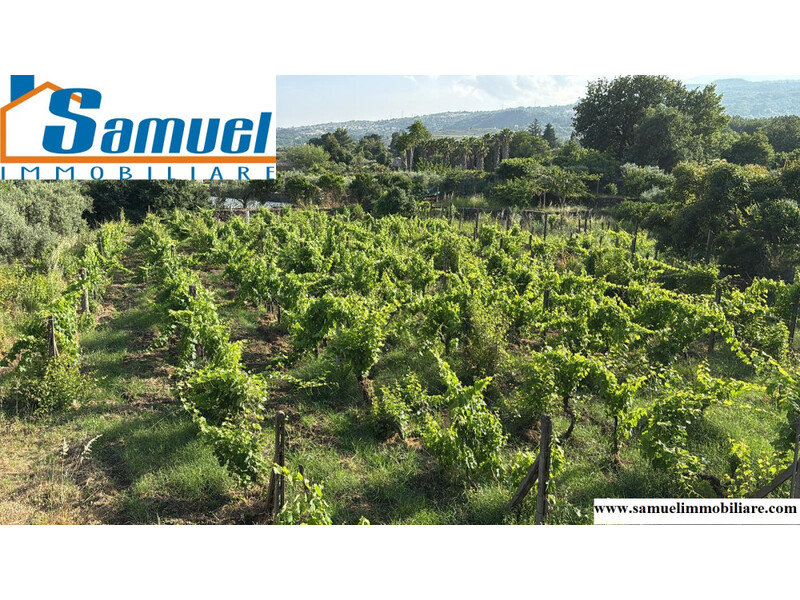 Piedimonte Etneo, terreno vigneto di 1000mq (CT)