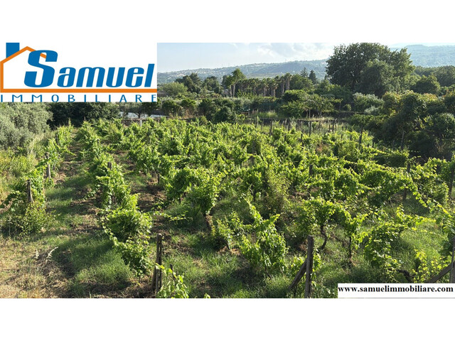 Piedimonte Etneo, terreno vigneto di 1000mq (CT)